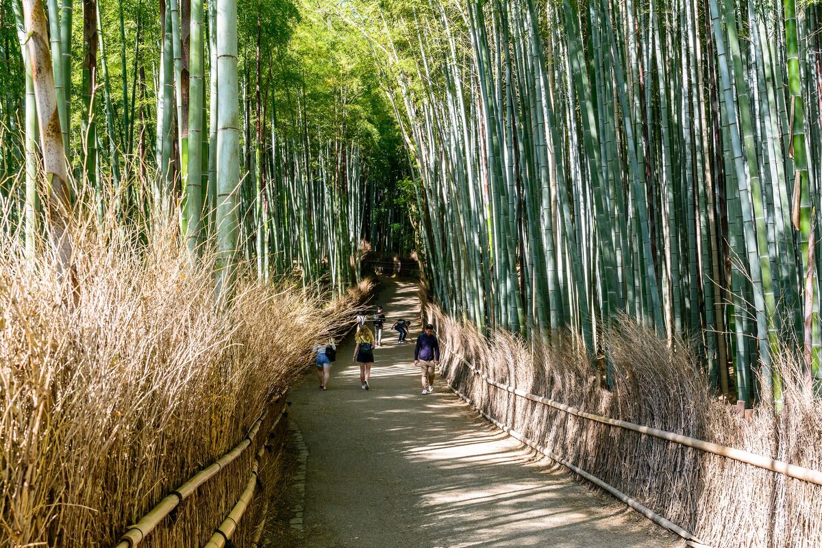 Visitors walking the narrow path through the Arashiyama bamboo grove, between tall green stalks and a fence of dry bamboo