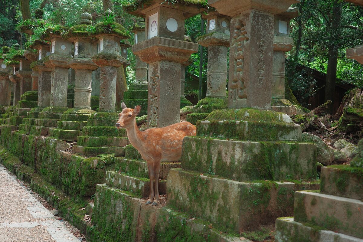A young deer standing among rows of moss-covered stone lanterns on the approach to Kasuga Taisha in Nara