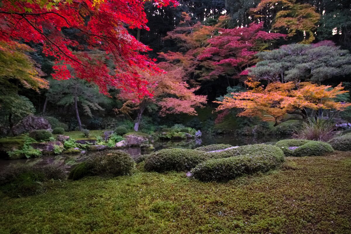 Maples in full autumn colour above a moss and shrub garden at Nanzen-ji