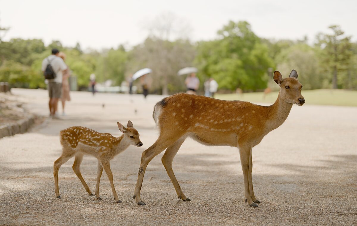 A sika deer doe and her fawn on a park path in Nara, with walkers behind them