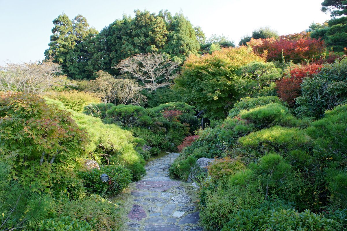 A stone-paved garden path winding between clipped pines, shrubs and maples starting to turn at Okochi Sanso villa