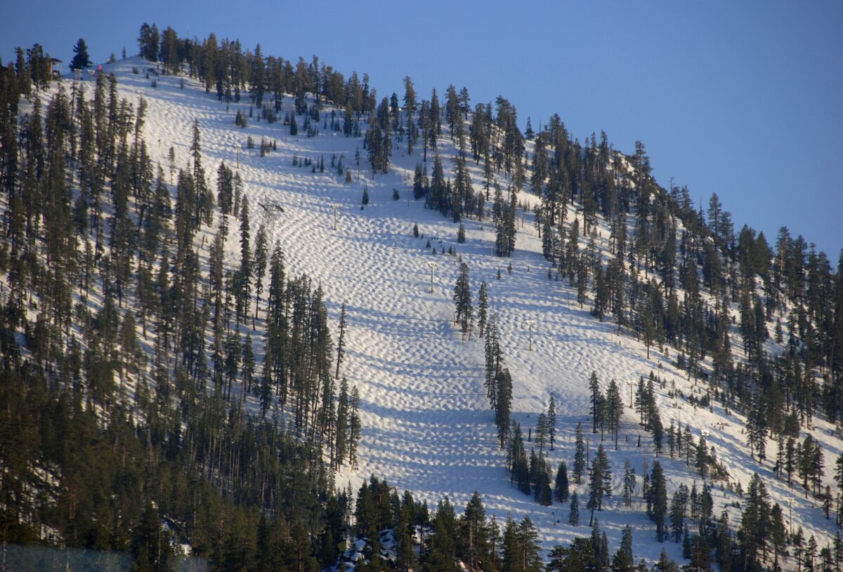A wide snowy hillside at Heavenly with groomed ski tracks and a dense stand of pines