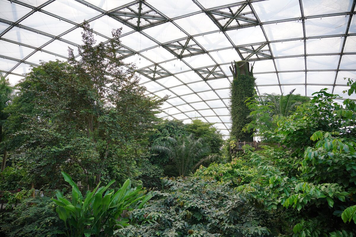 Tropical plants under the glass roof of Gondwanaland at Leipzig Zoo