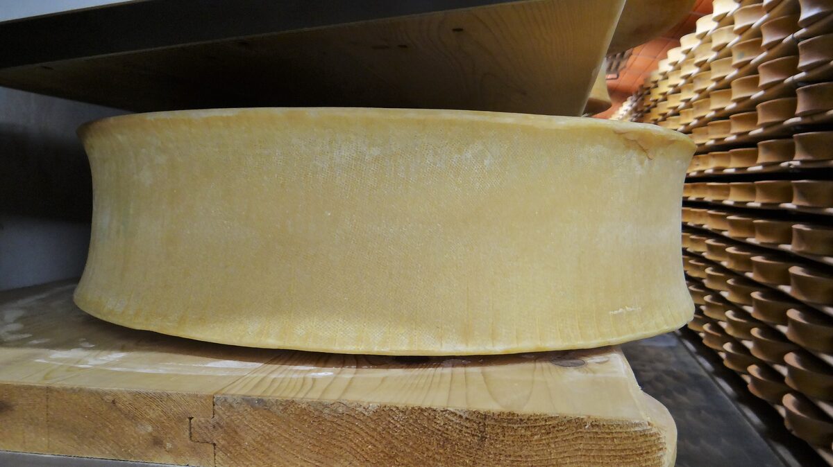 A wheel of Beaufort cheese on a wooden board in a ripening cellar, with rows of wheels behind