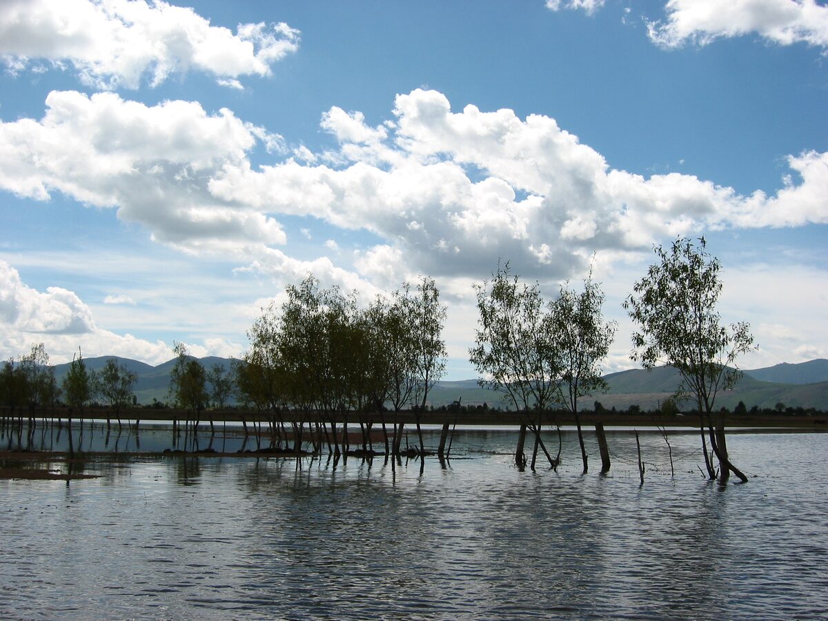 Tall trees standing in the shallow water of Lashi Hai under a bright sky with white clouds