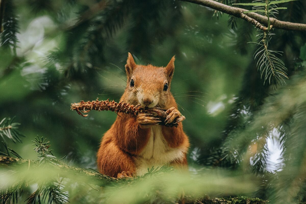 A red squirrel eating a pine cone among the branches of a pine tree