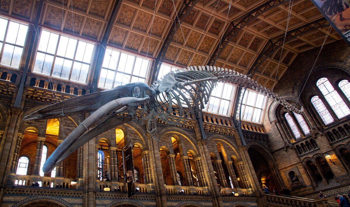 The Hintze Hall of the Natural History Museum in London, with a blue whale skeleton hanging under the Romanesque arches