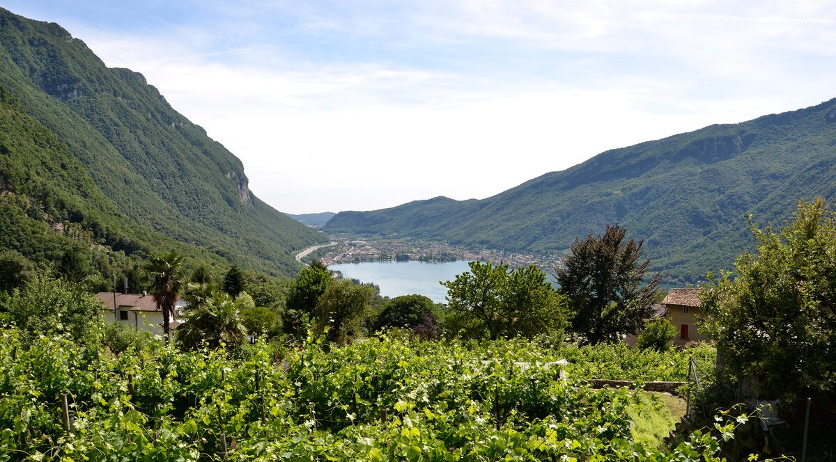 Green vines on a Ticino hillside at Rovio, with Lake Lugano and wooded mountains behind