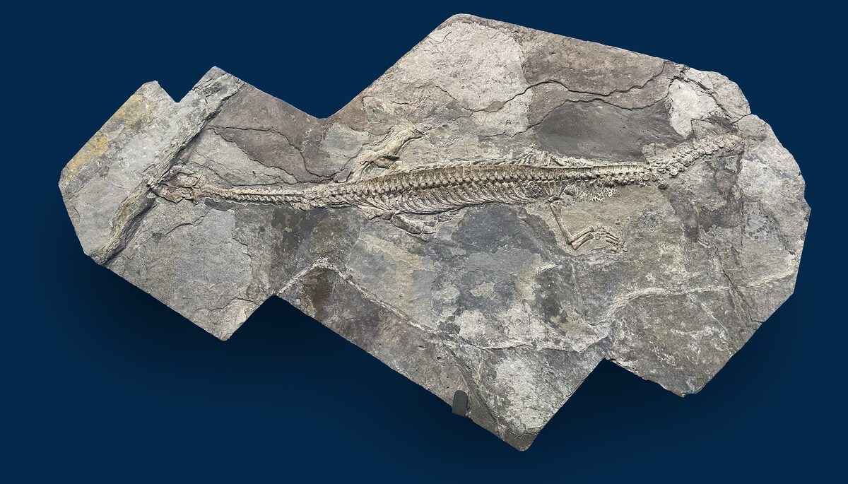 A fossil slab with the skeleton of a Ceresiosaurus, a marine reptile found in the Monte San Giorgio rock