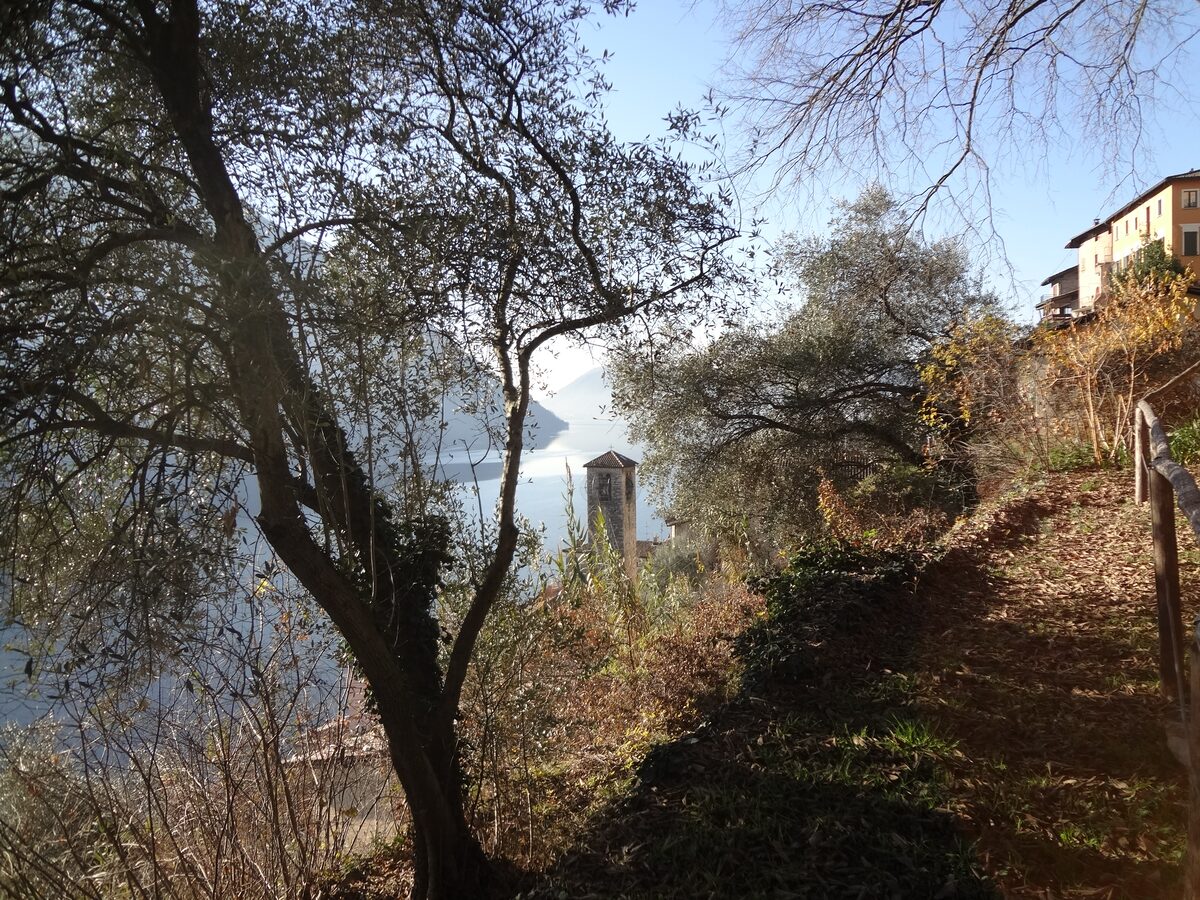 An olive tree beside the footpath above the lake, with a village bell tower and the water beyond