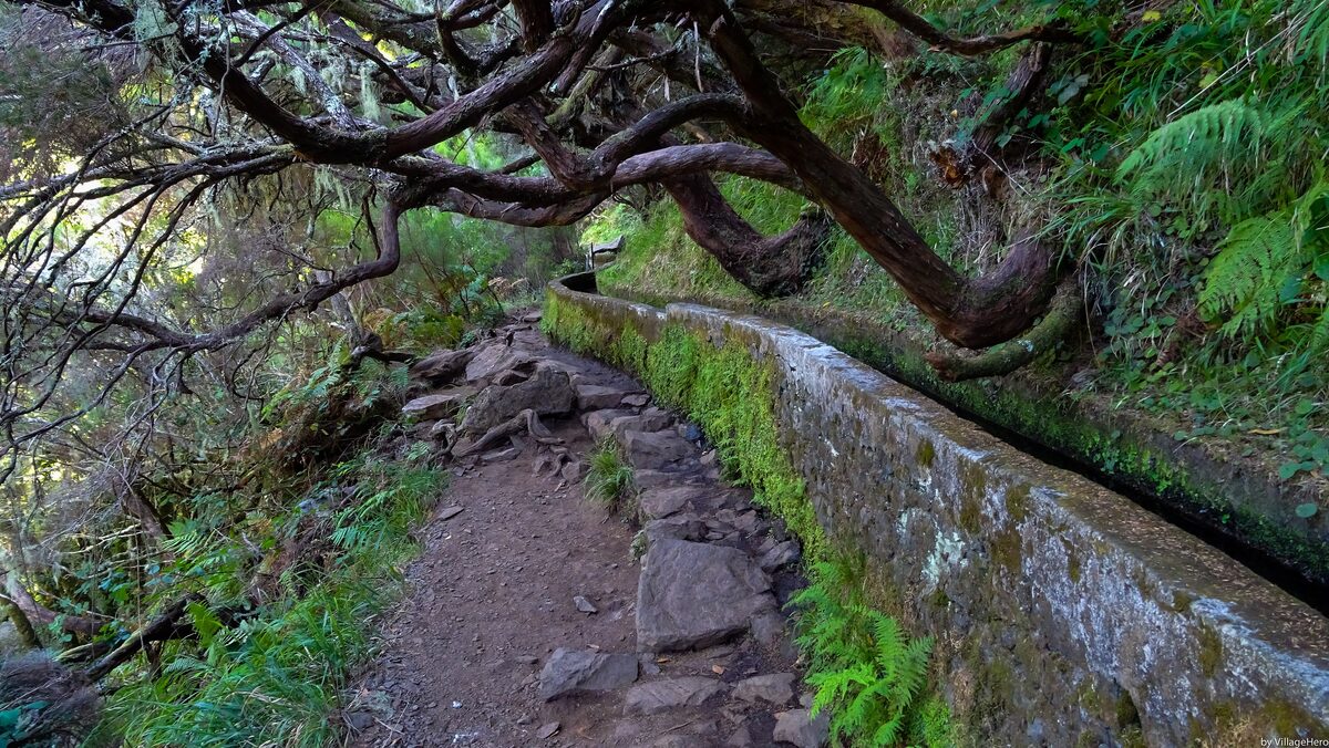 A narrow levada path under twisted laurel branches, with a stone channel running beside the trail