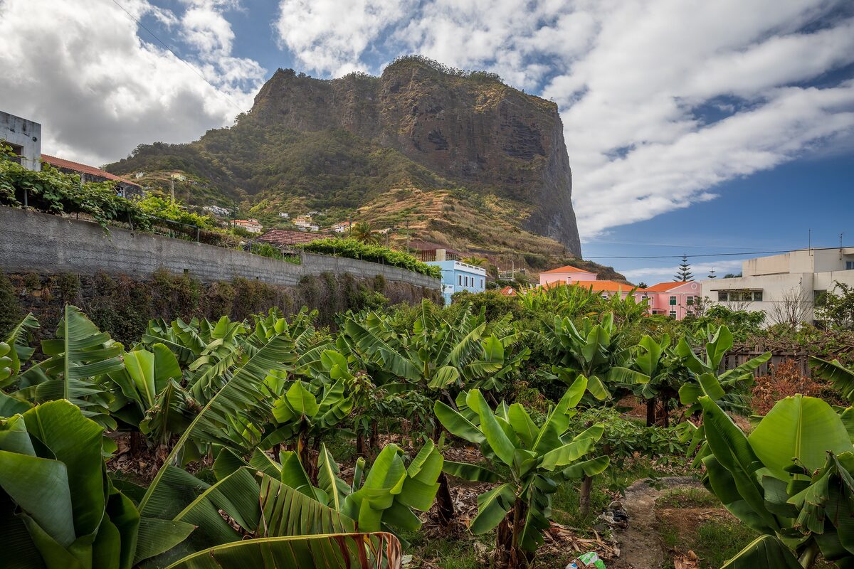 Banana plants in a plantation at the foot of the Penha d'Águia cliff in Porto da Cruz