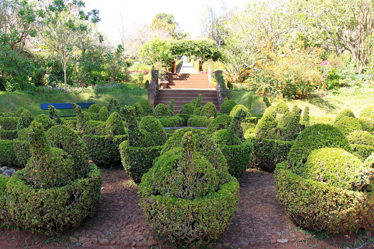 Clipped box topiary in a formal garden bed at Quinta do Palheiro, with a flight of brick steps leading up between flowering shrubs