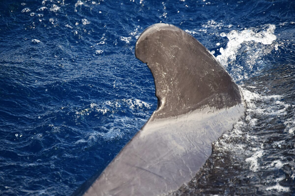 A pilot whale's dark dorsal fin breaking the blue Atlantic beside a boat