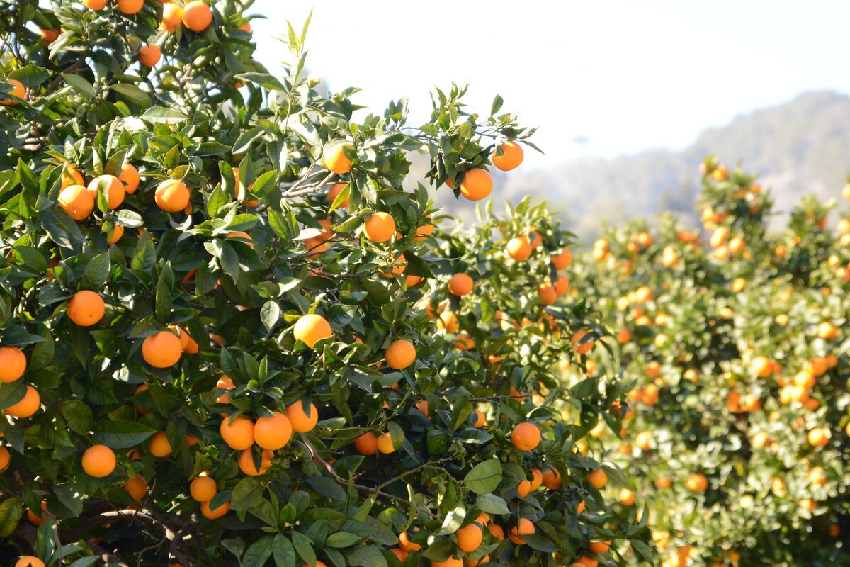 Ripe orange fruit hanging among dark green leaves in a Sóller orchard