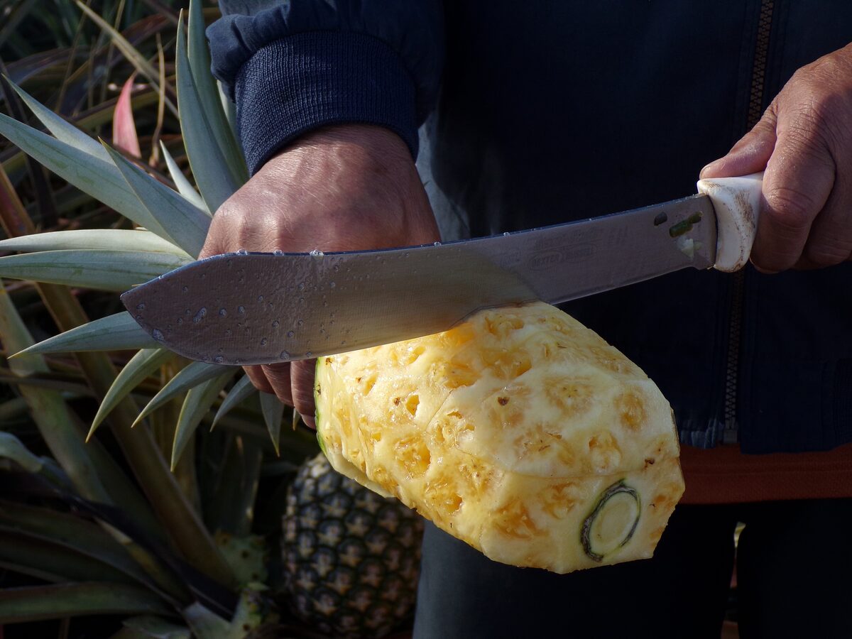 A knife peeling a ripe Maui Gold pineapple