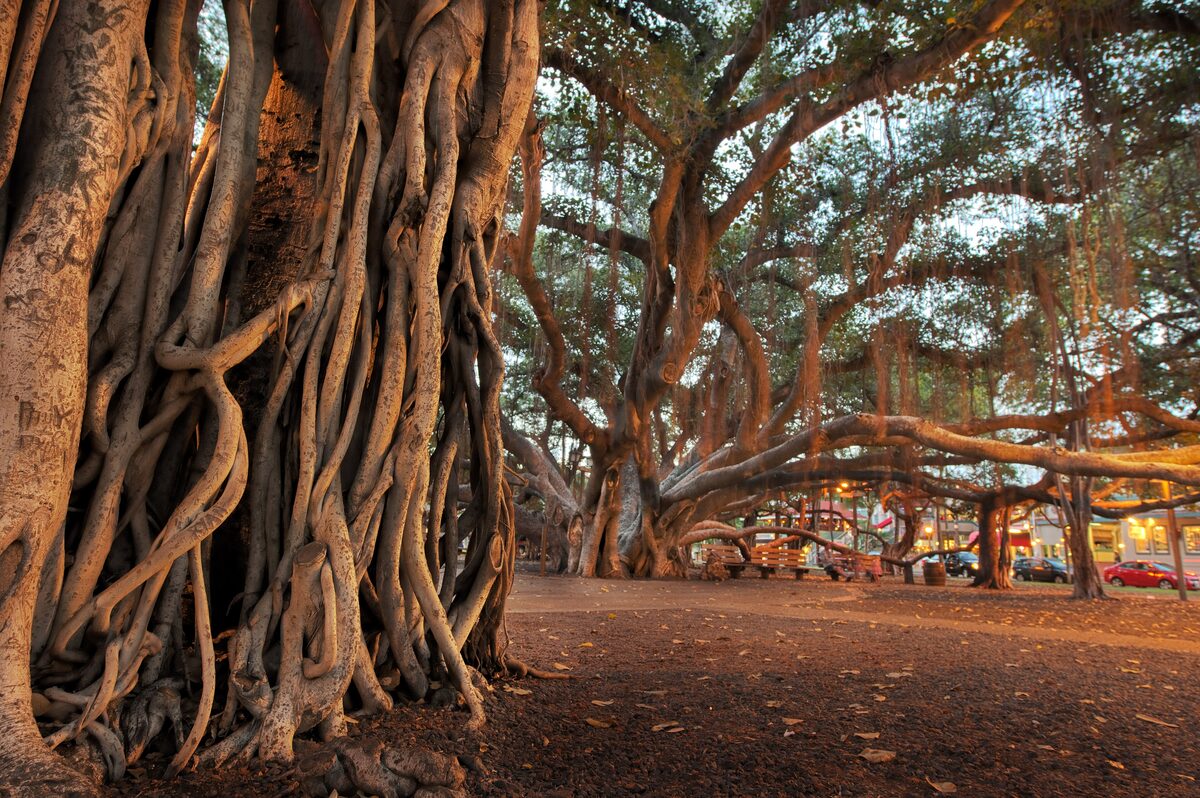 The aerial roots and spreading branches of the Lahaina banyan tree