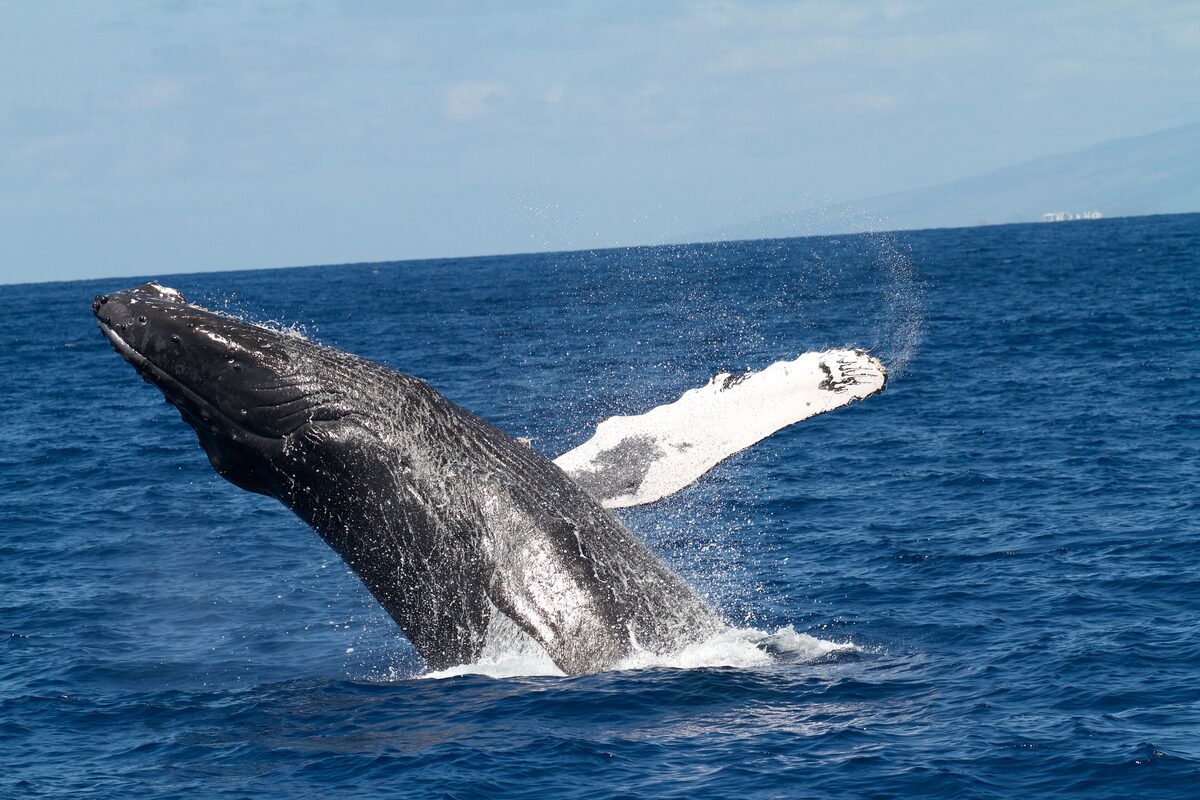 A humpback whale breaching out of the blue Hawaiian sea