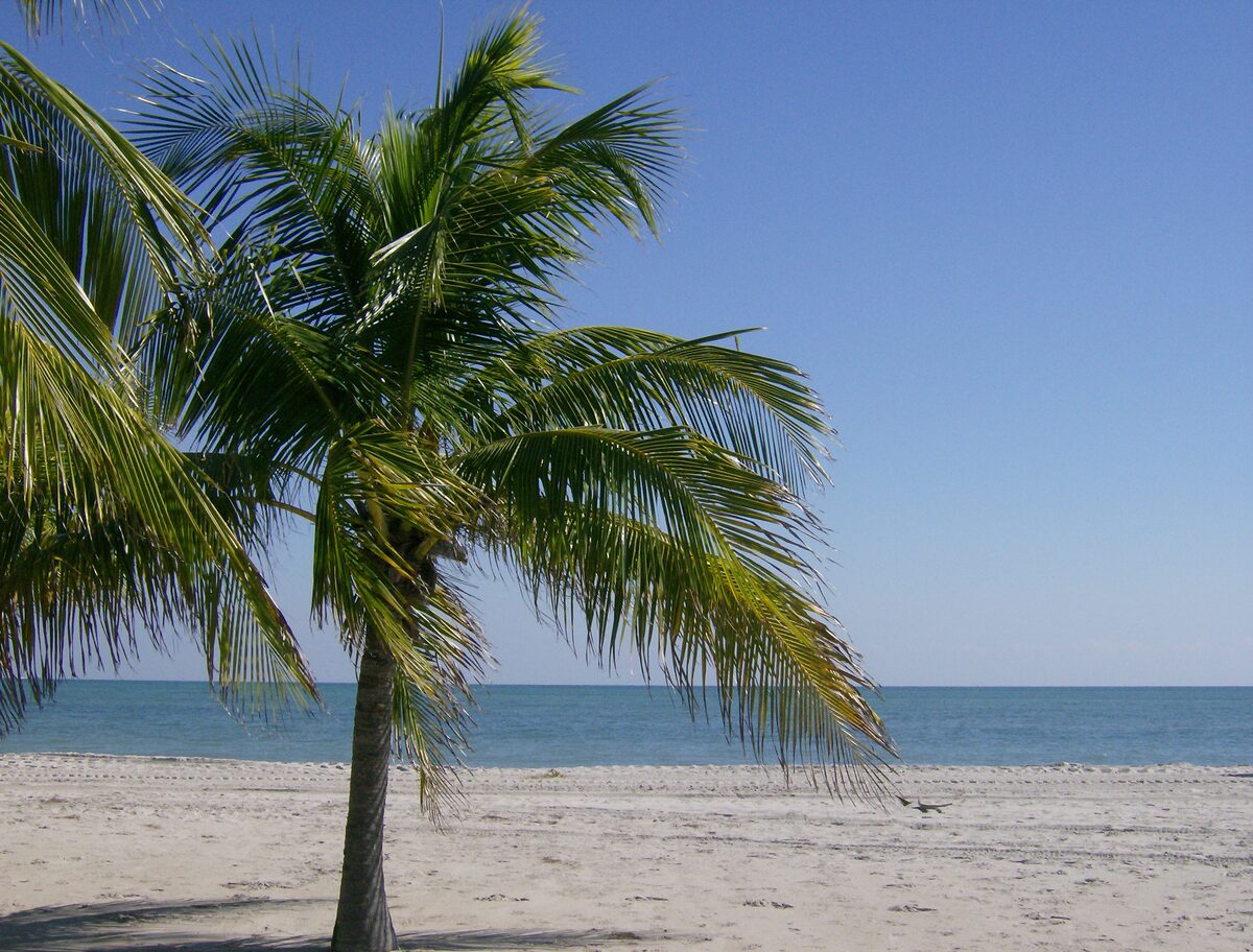 A palm tree on the pale sand of Crandon Park Beach, with the calm Atlantic behind