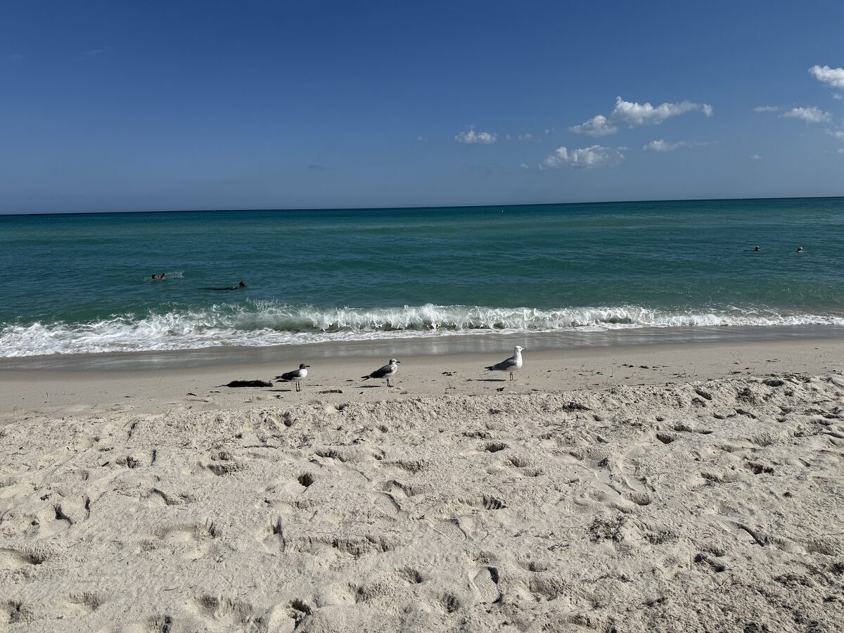 Pale sand and breaking turquoise waves on the Mid-Beach shore at Midbeach Park, with seagulls at the water's edge under a blue sky