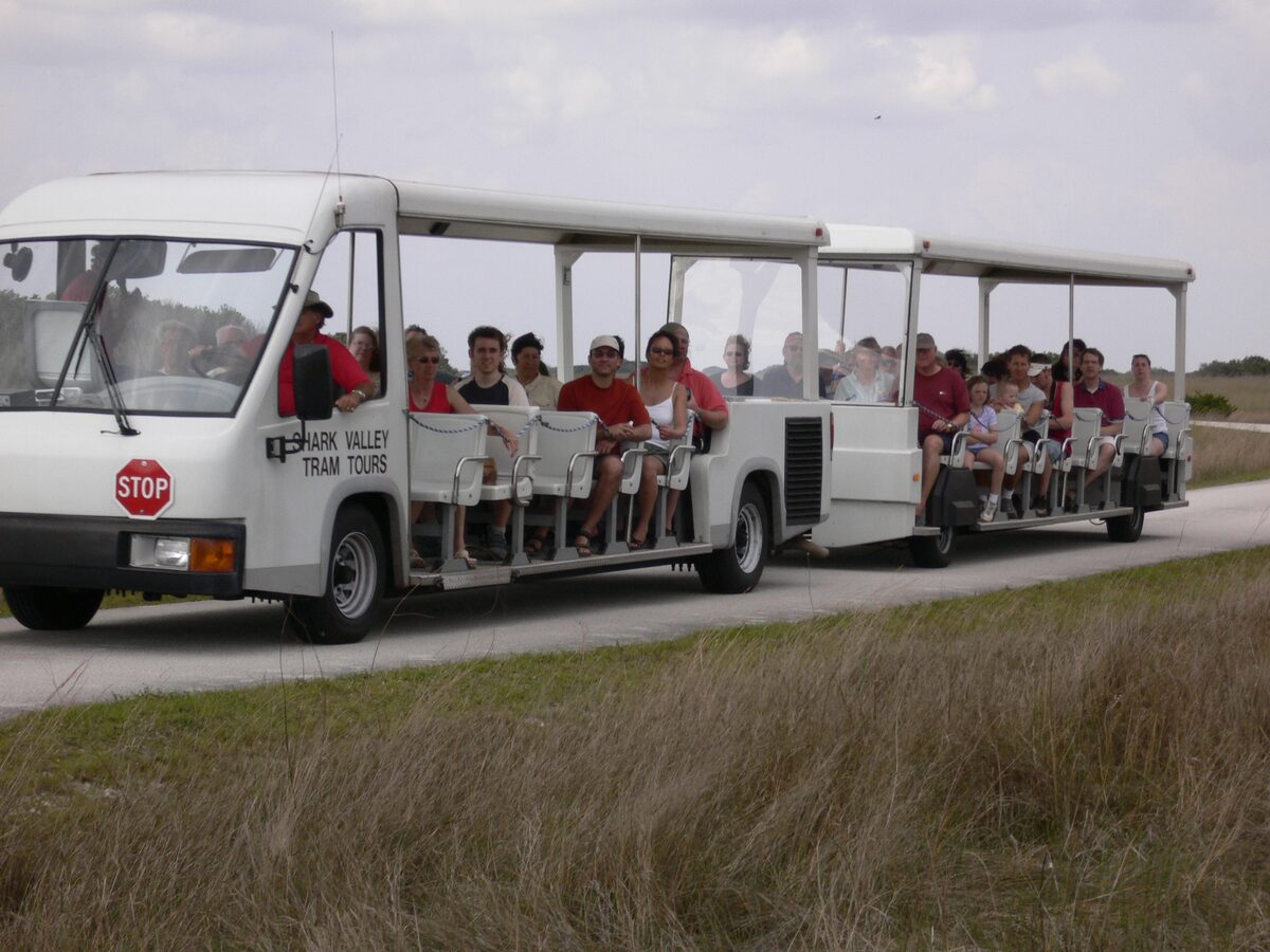 The open-sided Shark Valley tram with its trailer full of visitors, driving past sawgrass on the paved loop road