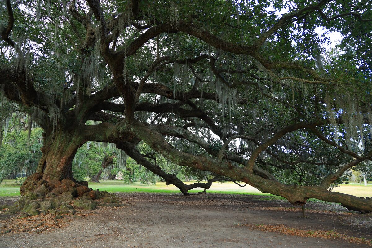A huge live oak in Audubon Park with long low branches sweeping the ground and Spanish moss hanging from them