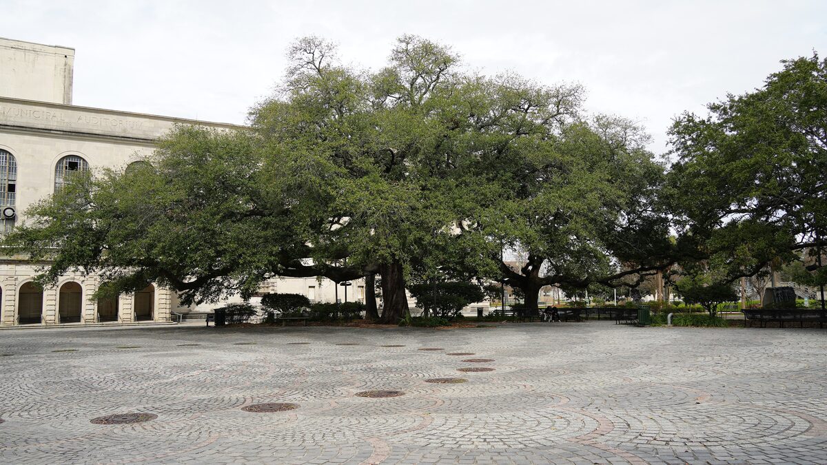 The patterned paved plaza of Congo Square in Louis Armstrong Park under a spreading oak tree