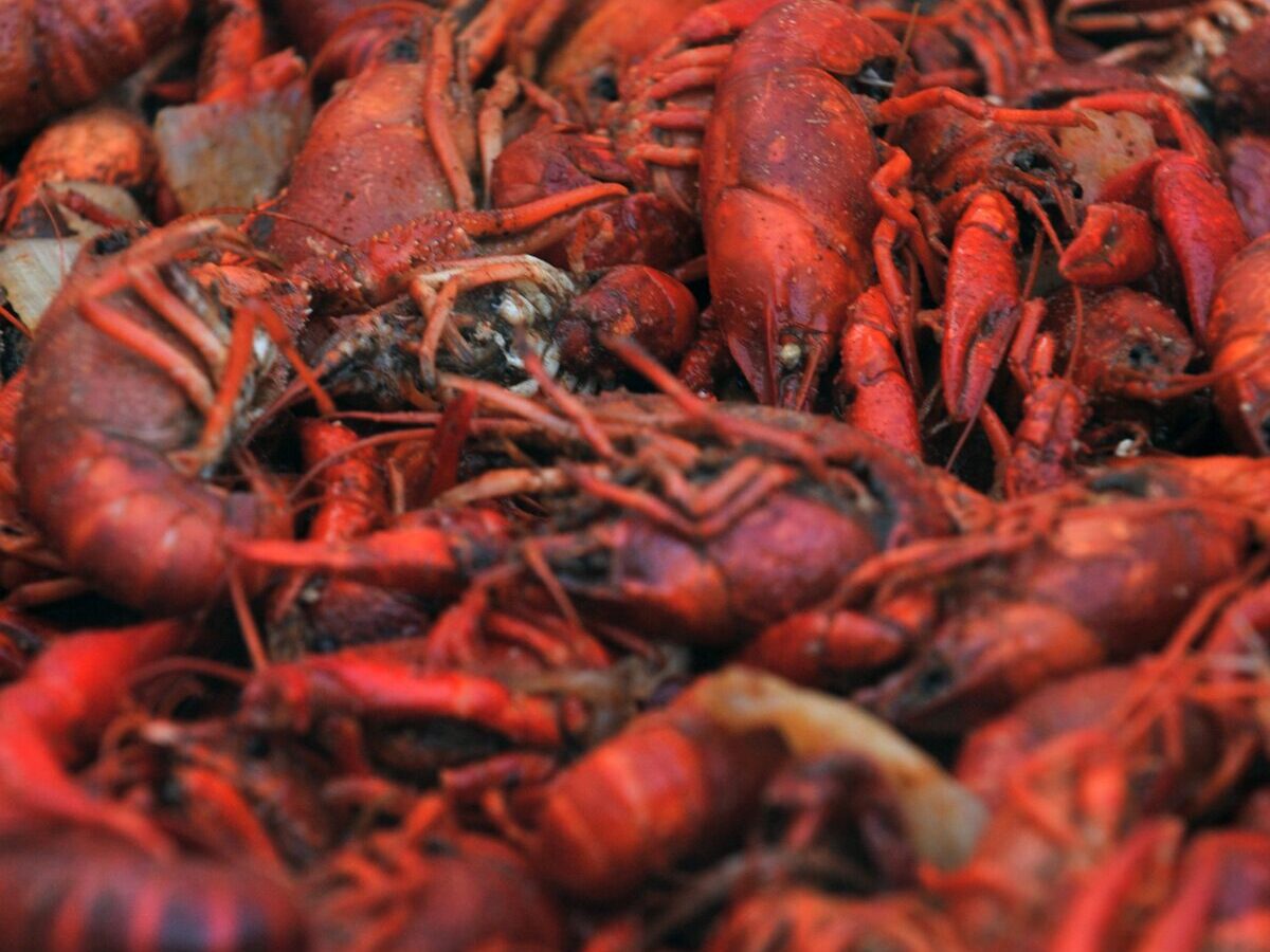 A heap of bright red boiled Louisiana crawfish
