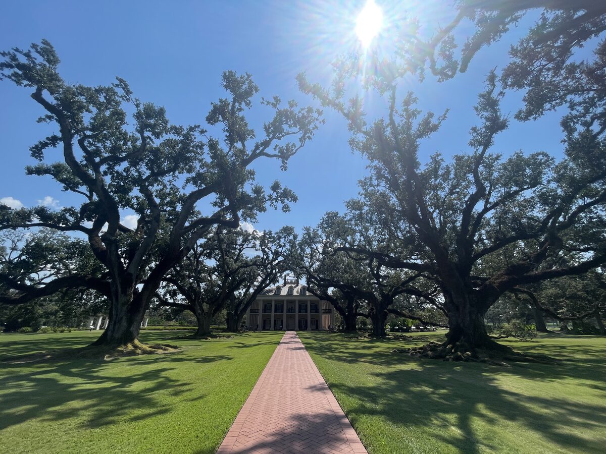 The brick path lined with huge live oaks leading to the Oak Alley house in bright sun