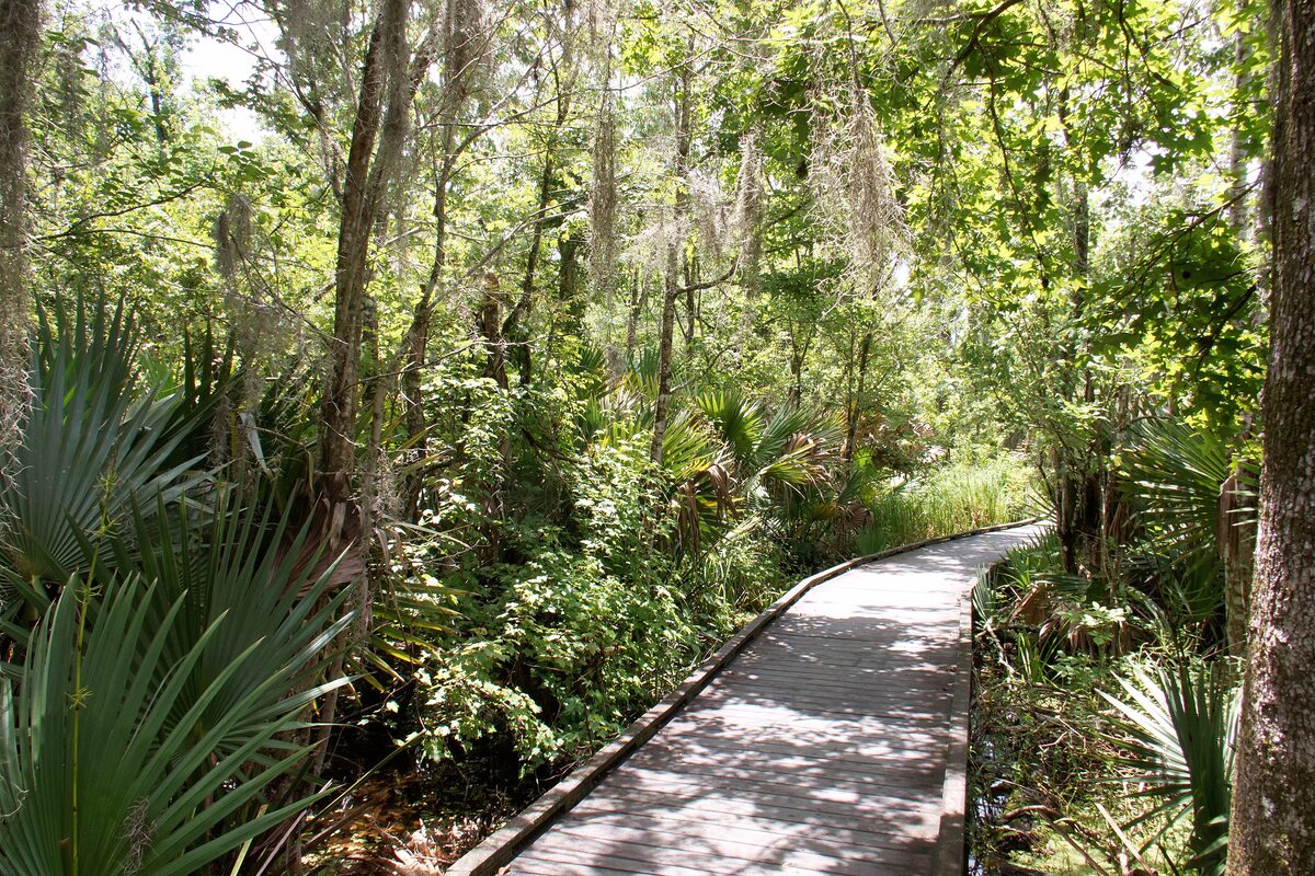 A wooden boardwalk winding through palmettos and swamp forest in the Barataria Preserve of Jean Lafitte National Historical Park