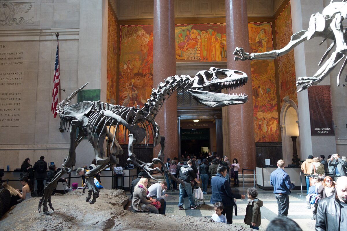 Dinosaur skeletons rearing up in the grand lobby of the American Museum of Natural History, with visitors below