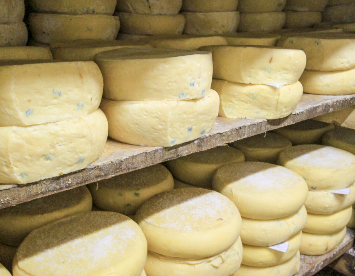 Stacked wheels of Pirot kačkavalj cheese ripening on wooden shelves.
