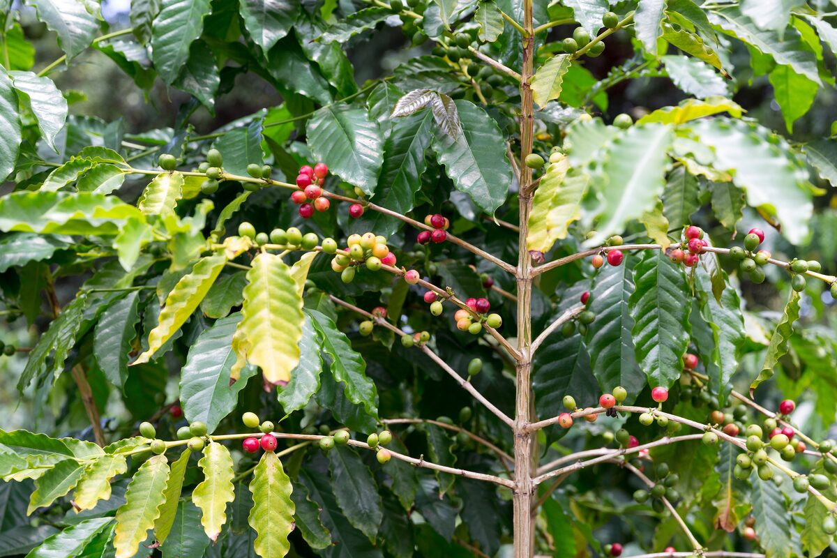 Ripening red coffee cherries on a Kona coffee branch