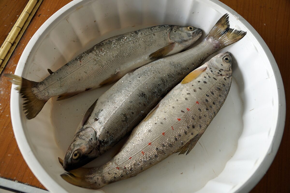 Three fresh Ohrid trout on a white plate, silver-grey with dark spots