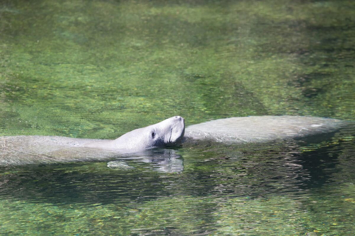 Two manatees floating in the clear green water of the Blue Spring run