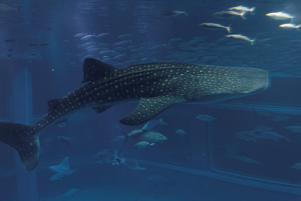 A whale shark swimming through the huge Pacific tank at Osaka Aquarium Kaiyukan, with smaller fish and a ray around it