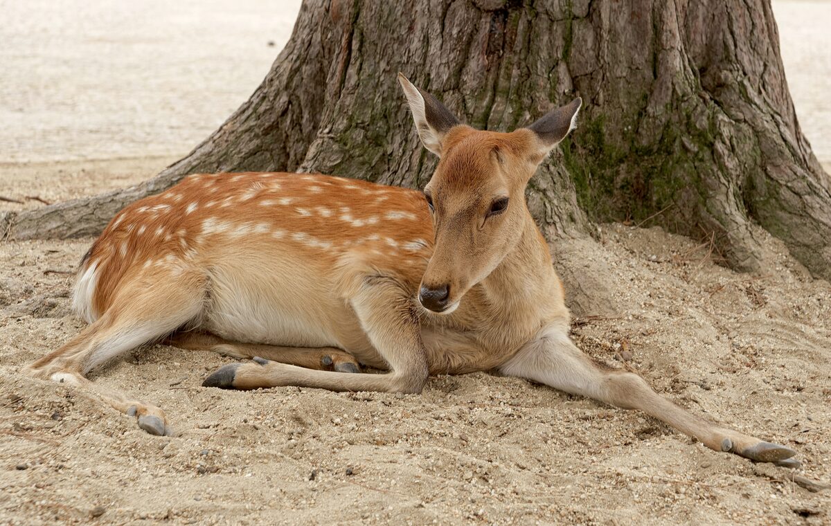 A sika deer lying in the sand under a large tree in Nara Park