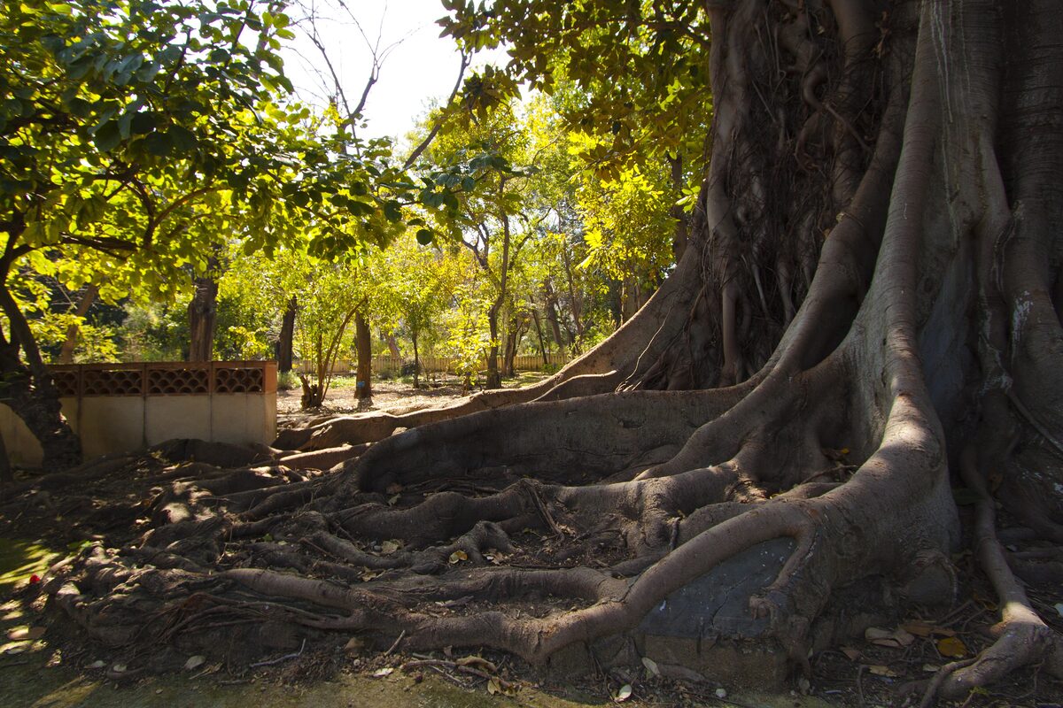 The roots of a giant fig tree in the shade of the Orto Botanico