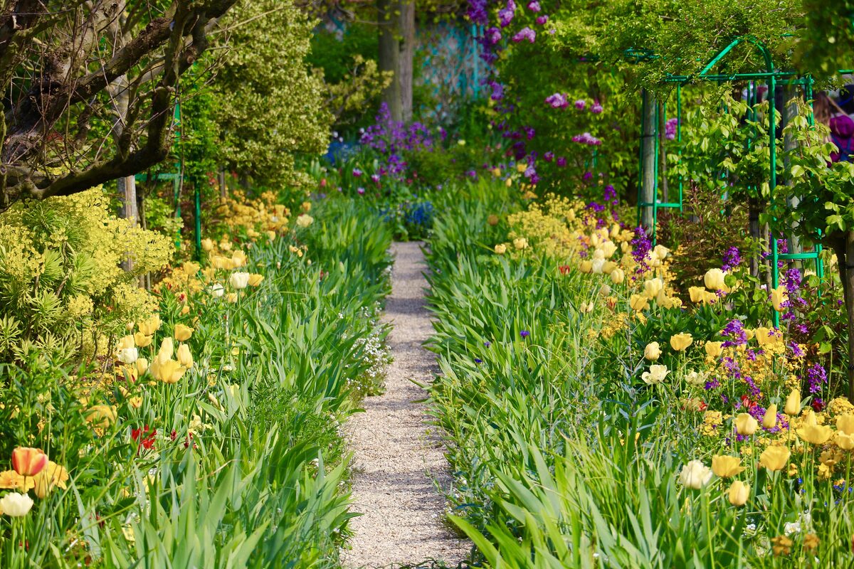A gravel path between yellow irises and flower beds in Claude Monet's garden in Giverny