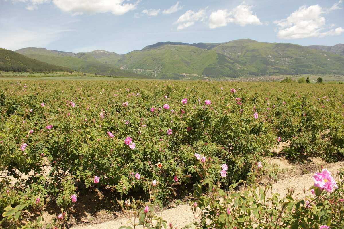 A field of pink oil-bearing Damask roses in the Rose Valley near the village of Rozino, with the green slopes of the Balkan Mountains behind.
