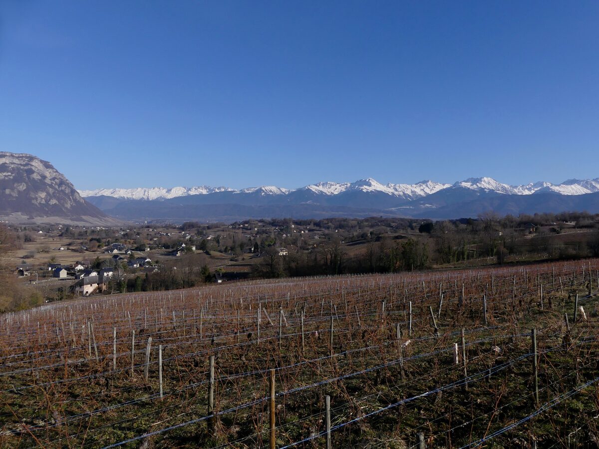 Bare winter vines at Apremont in Savoie with the snowy Belledonne range on the horizon