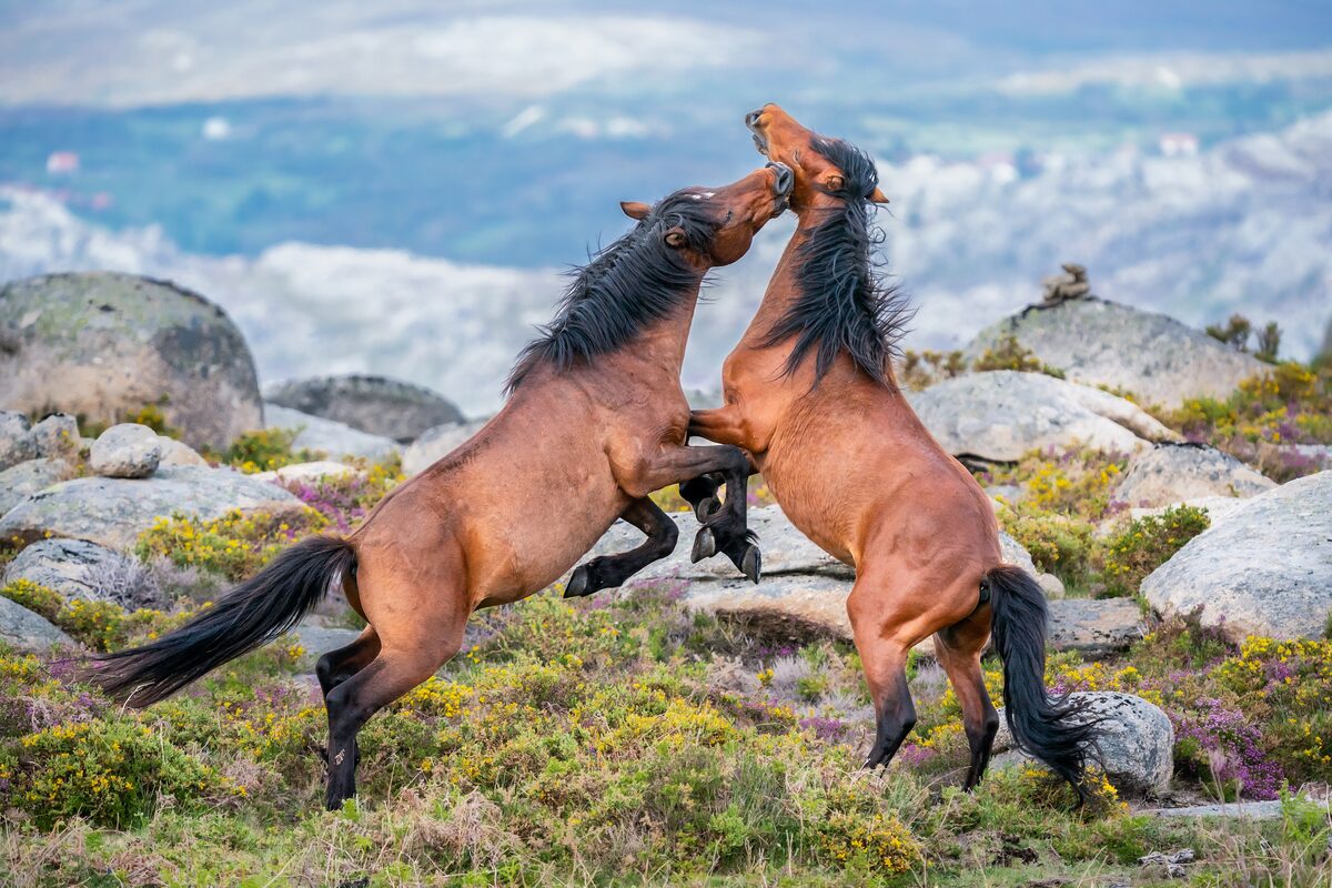Two Garrano horses rearing up at each other on a rocky hillside