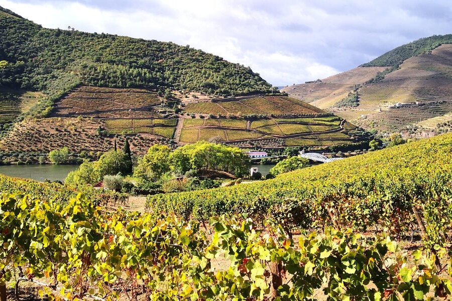 Autumn-yellow vines in the foreground and terraced vineyard slopes above the Douro near Quinta do Bomfim in Pinhão