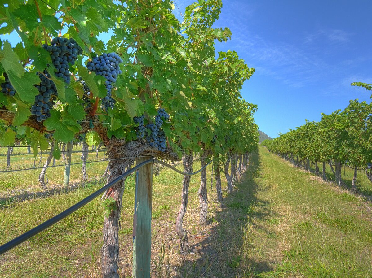 Ripe dark grapes on Okanagan vines in a long row