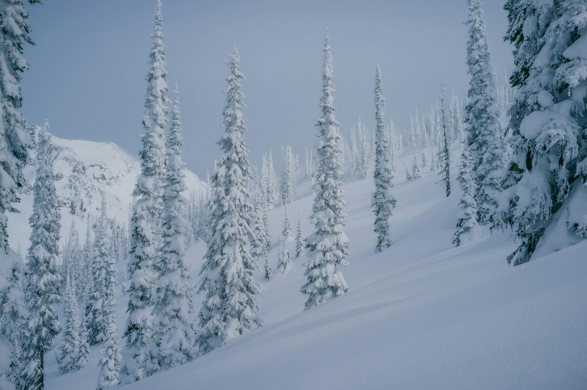 Snow-laden spruce trees along an open glade slope