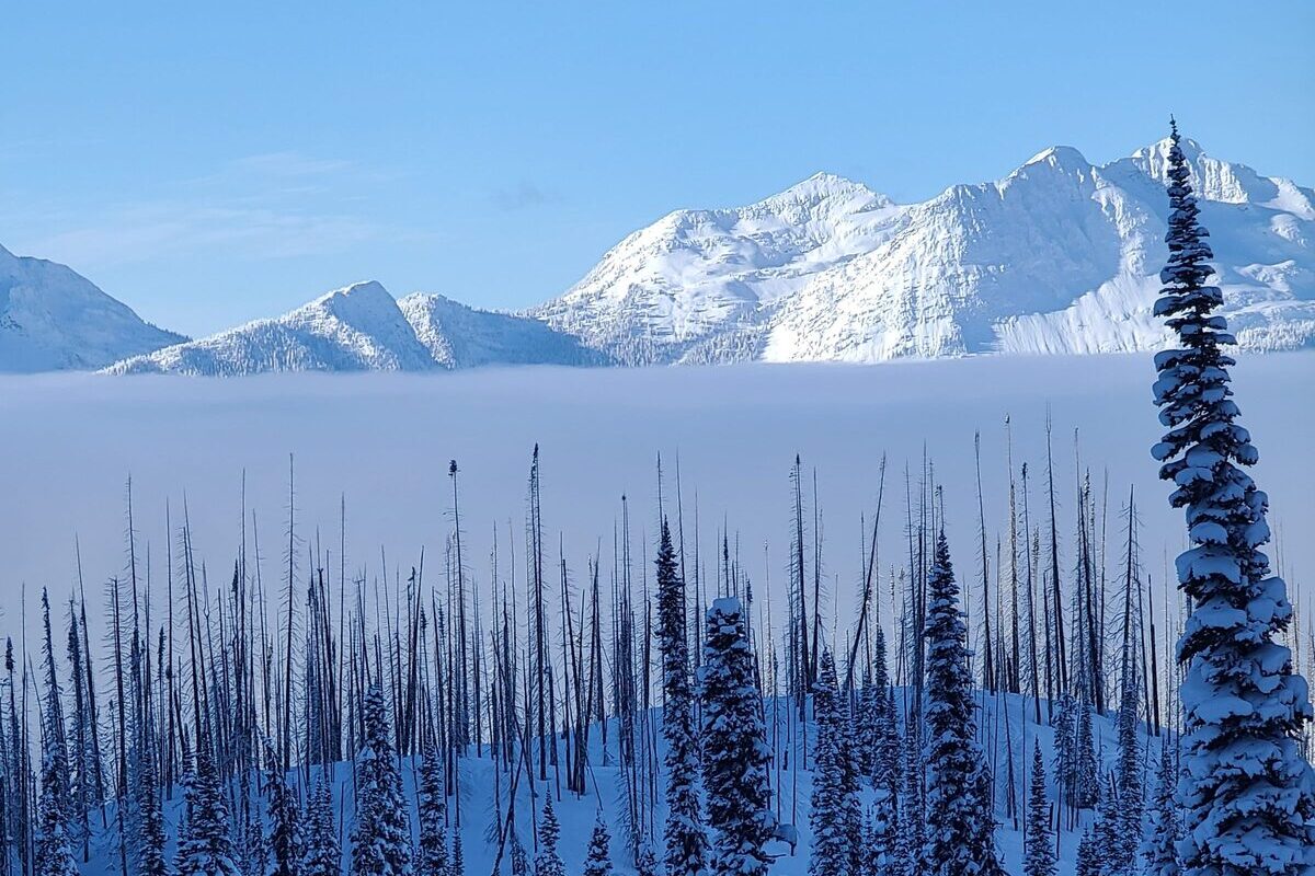 Burnt snags and snowy firs below peaks above a cloud layer