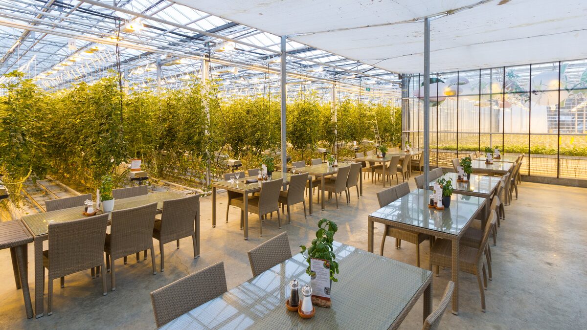 Long tables in the Friðheimar greenhouse, with tomato plants growing along the glass walls