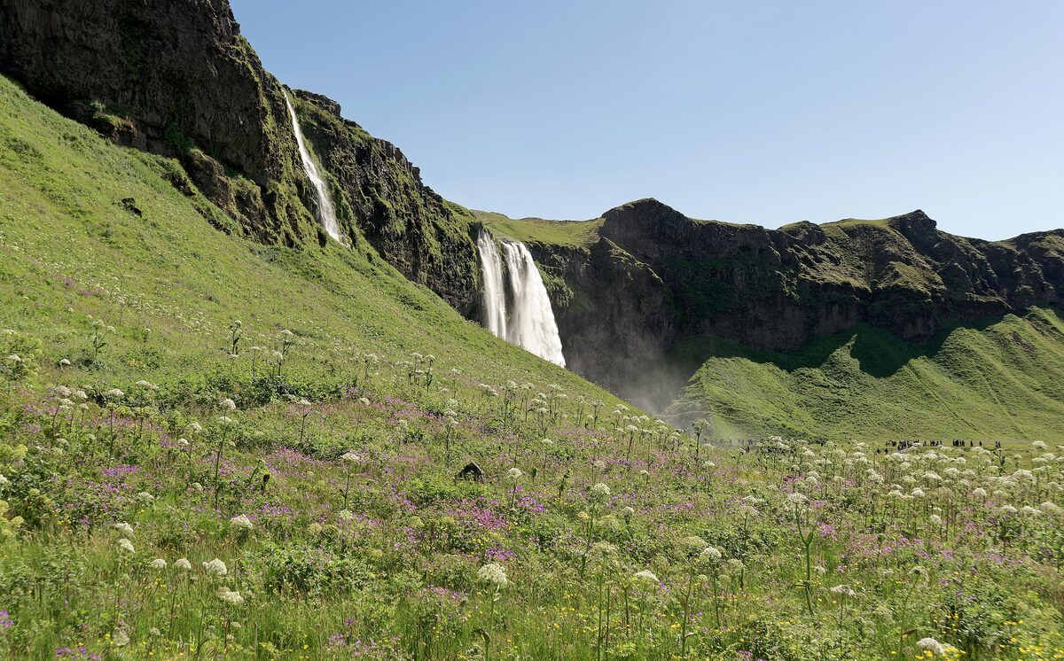 Seljalandsfoss waterfall falling from a cliff into a green valley with wildflowers