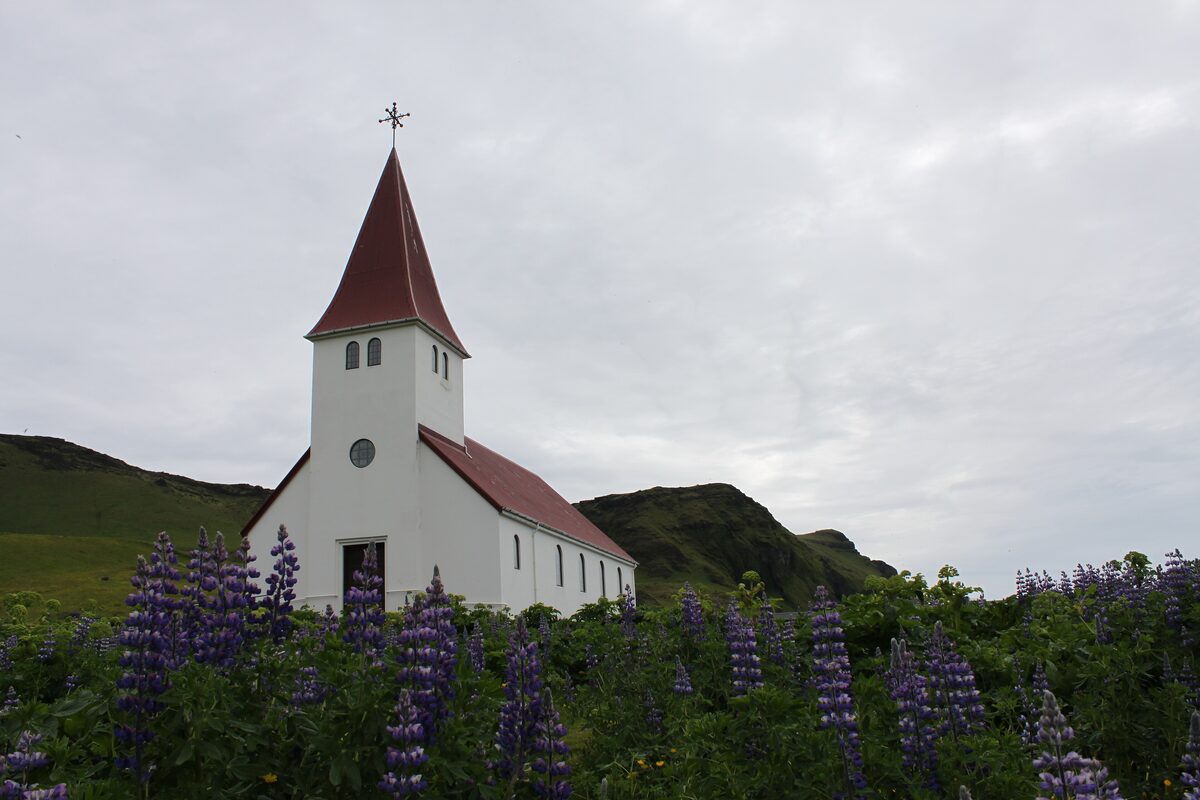 Vík church, a small white church with a red roof on a hillside among purple lupins, under an overcast sky