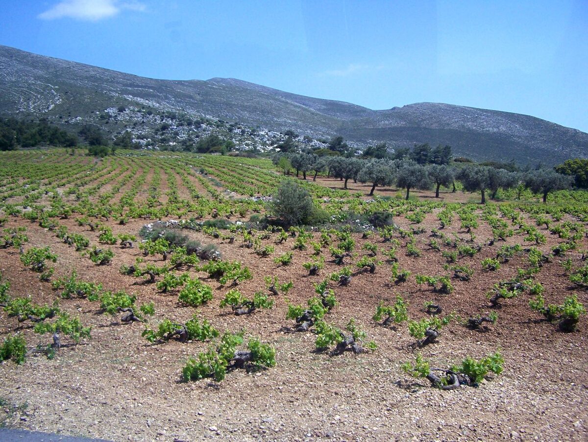 Young bush-trained vines in red-brown soil on a Rhodes hillside, with olive trees and a village below the mountain